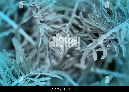 Top view of dusty miller plant Stock Photo