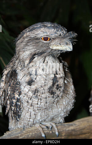 one close up of a  tawny frog mouth perched on a branch Stock Photo