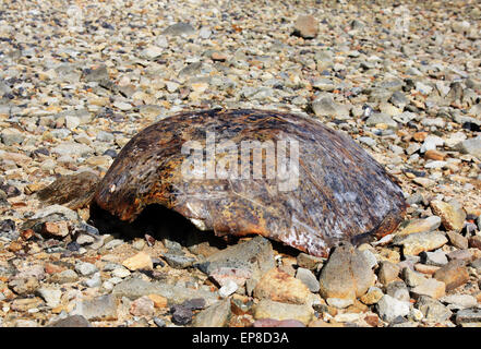 turtle shell found on beach on Thursday Island  Torres Straits Australia Stock Photo
