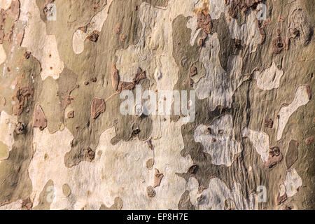 Cracked bark of an large old plane tree Stock Photo