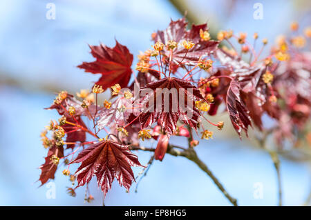Acer palmatum, Japanese maple or smooth Japanese maple. Here seen blooming and with fresh red leaves in the spring against a blu Stock Photo