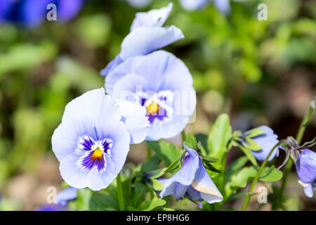 Garden pancy (Viola tricolor var. hortensis) here seen in a flower bed. These are cool blue, white and yellow. Stock Photo
