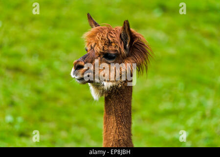 Llama (Llama glama), young animal, portrait, Switzerland Stock Photo