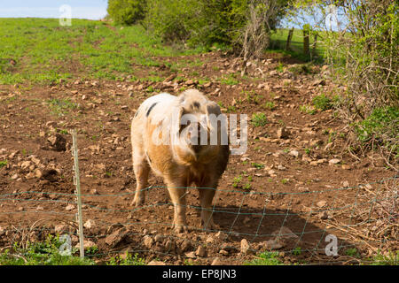 Pig with black spots looking to camera standing in a field Stock Photo