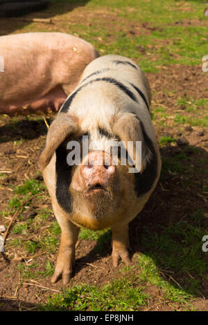 Pig with black spots looking to camera standing in a field Stock Photo