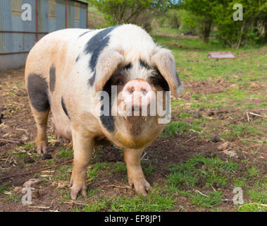 Inquisitive pig with black spots looking to camera standing in a field Stock Photo