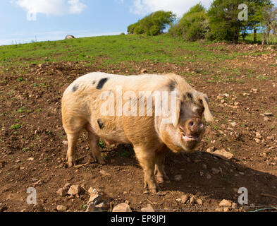 Big pig with black spots looking to camera standing in a field Stock Photo