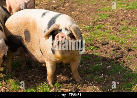 Cute spotted pig with black spots looking to camera standing in a field Stock Photo