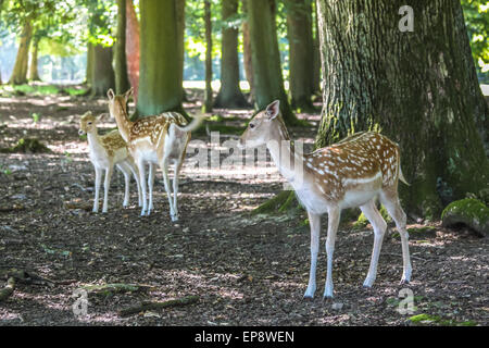 Young fallow deer (Dama dama) in the Deer Park at the hunting lodge Niederwald, Ruedesheim in the Rheingau, Hesse, Germany Stock Photo