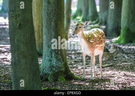 Young fallow deer (Dama dama) in the Deer Park at the hunting lodge Niederwald, Ruedesheim in the Rheingau, Hesse, Germany Stock Photo