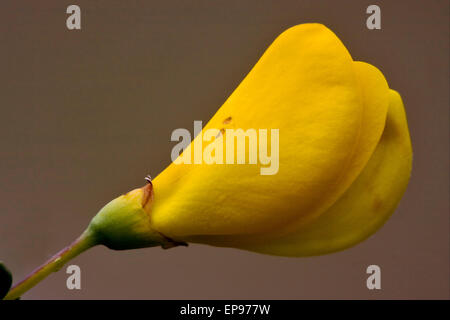 Ginestra Dei Carbonai ,Cytisus Scoparius,Fabaceae,Citso Scopario,Sarothamnus Scoparius Stock Photo