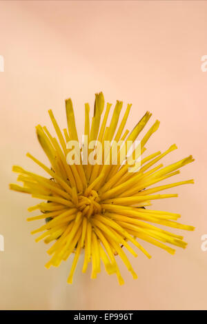 macro of a yellow  flower in brown Stock Photo