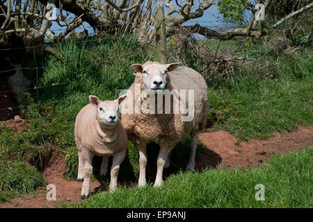 Texel ewe and lamb Stock Photo