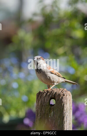 Passer domesticus. Male House sparrow on a wooden post Stock Photo