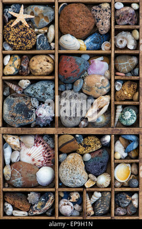Pebbles, shells and starfish in a grid pattern from above. Stock Photo