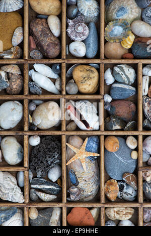 Pebbles, shells and starfish in a grid pattern from above Stock Photo