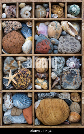 Pebbles, shells and starfish in a grid pattern from above. Stock Photo