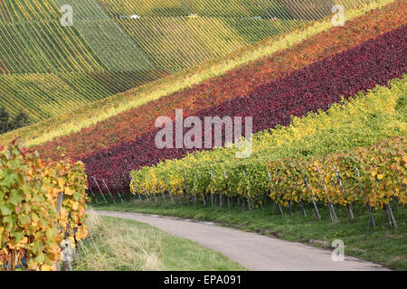 Weg in den Weinbergen w├ñhrend der Weinlese der Weintrauben Stock Photo