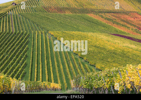 Weinberge im Herbst w├ñhrend der Weinlese Stock Photo