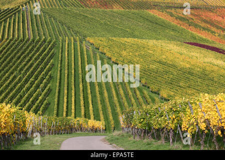 Bunte Weinberge w├ñhrend der Weinlese der Weintrauben Stock Photo