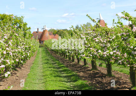 Apple Blossom and Oast Houses, Kent, England, Britain, UK Spring. Kent Oast Stock Photo