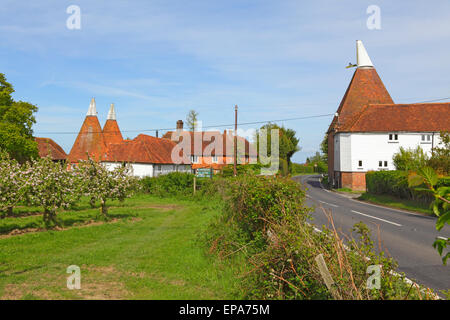 Apple Blossom and Oast Houses Kent, England, Britain, UK Stock Photo