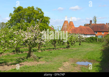 Apple Blossom and Oast Houses, Kent spring countryside, England, Britain, UK. Traditional Kent countryside scene. Kent Oasts Stock Photo