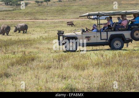 South Africa, Durban. Tala Game Reserve. Tourists in safari jeep watching white rhino (WILD: Ceratotherium simum). Stock Photo