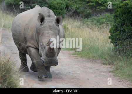 South Africa, Eastern Cape, East London. Inkwenkwezi Game Reserve. White rhinoceros (Wild: Ceratotherium simum). Stock Photo