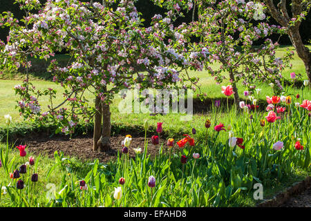 Tulips beneath blossoming apples trees in the wallled garden at Bowood House in Wiltshire. Stock Photo