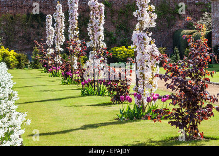 Cherry blossom, tulips and daffodils along the Hazel Walk in the private walled garden at Bowood House in Wiltshire. Stock Photo