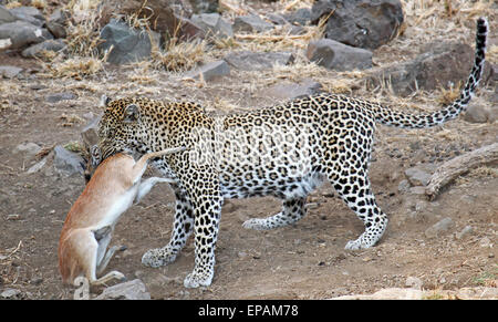 leopard with sharpe's grysbok as prey, Kruger National Park, South africa Stock Photo