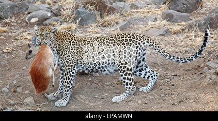 leopard with sharpe's grysbok as prey, Kruger National Park, South africa Stock Photo
