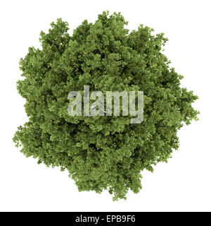 top view of small-leaved lime tree isolated Stock Photo