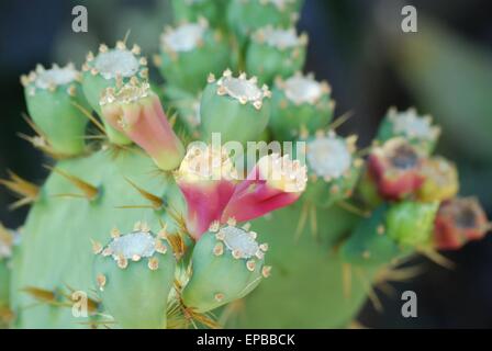 Buds flowering on a succulent cactus plant. Stock Photo