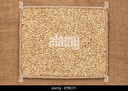 Frame made of rope with  pearl barley  grains on sackcloth, as background, texture Stock Photo