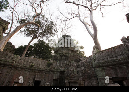 Ancient Khmer architecture. Ta Prohm temple with giant banyan tree at Angkor Wat  Siem Reap, Cambodia. Stock Photo