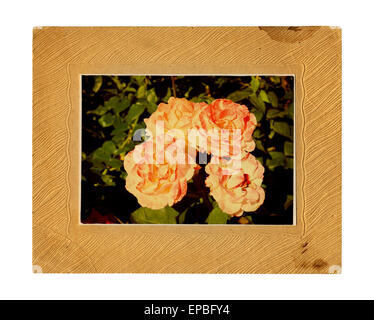 Old vintage card with a bouquet of beautiful pink roses on white isolated background. Stock Photo