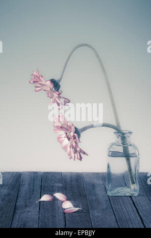 Two Daisies with curved stems in glass vase Stock Photo