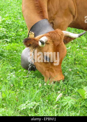 Brown Swiss cow with traditional cow bell on a leather strap Stock Photo