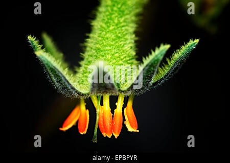 Close-up of Evergreen Kangaroo Paw (Anigozanthos flavidus) plant Stock Photo