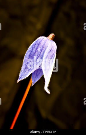 Close-up of Bluebell flower (Campanula rotundifolia) Stock Photo