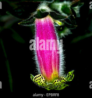 Close-up of Morning Glory flower Stock Photo