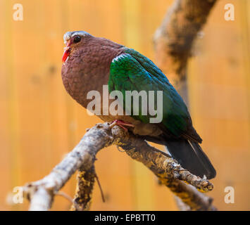 Common Emerald Dove Sat on a branch Stock Photo