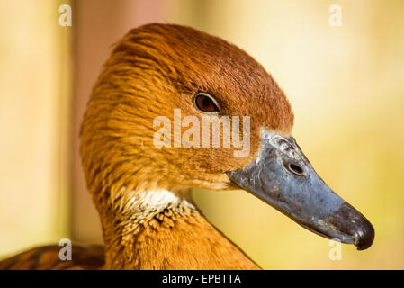 Close up profile view of a Fulvous Whistling Duck looking right Stock Photo