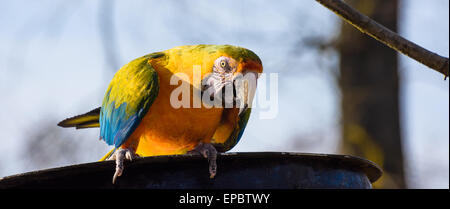Gold and blue Macaw Parrot sitting on a barrel Stock Photo