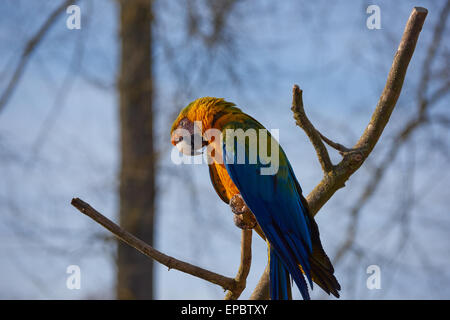 Gold and blue Macaw Parrot perching in a tree Stock Photo