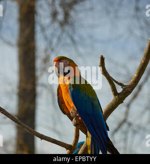 Gold and blue Macaw Parrot perching in a tree Stock Photo