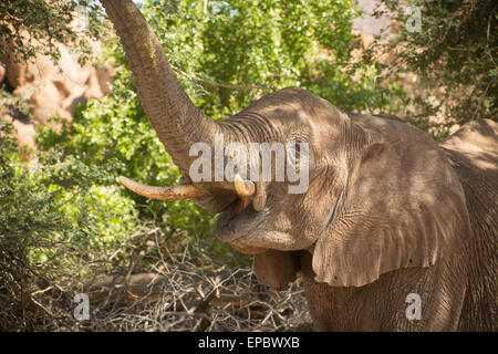 Africa, Namibia. Wild elephant with trunk in the air. Stock Photo