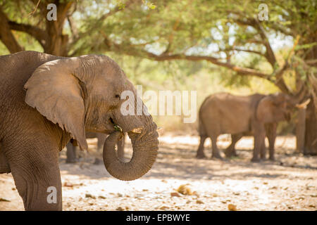 Africa, Namibia. Focus on wild elephant. Stock Photo